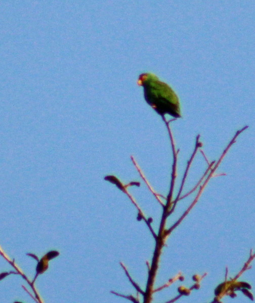 White-fronted Parrot - ML186208121