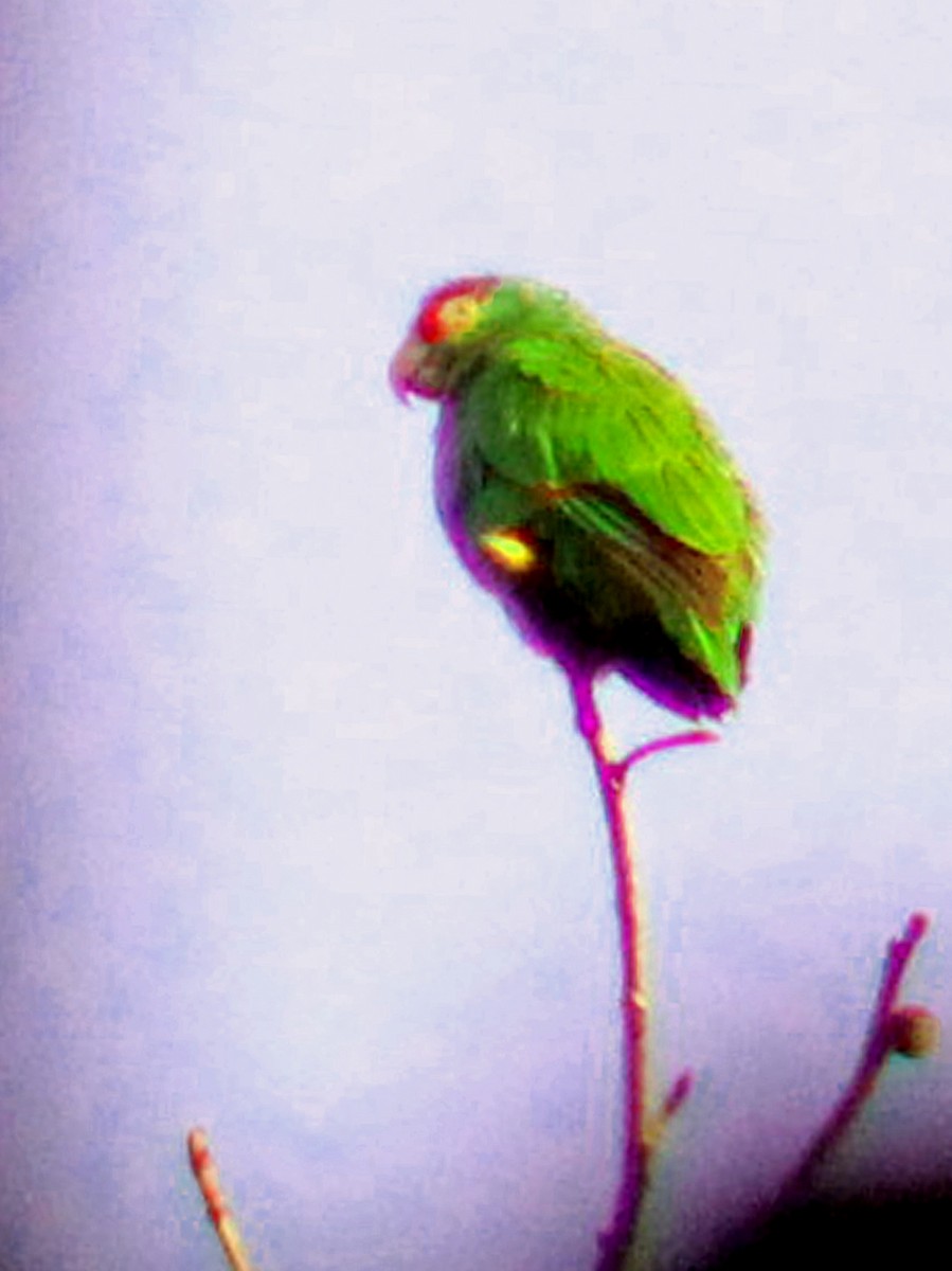 White-fronted Parrot - ML186208131