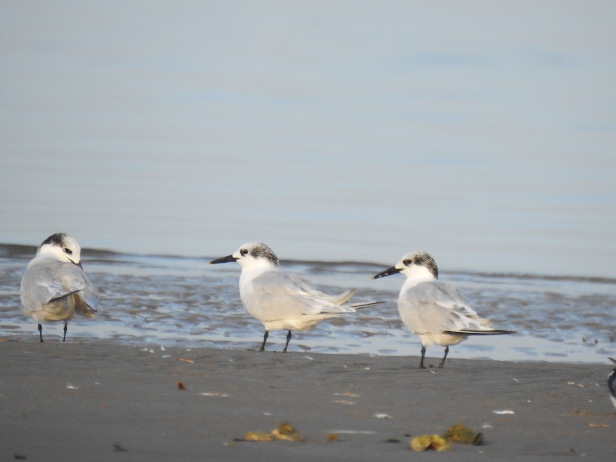 Sandwich Tern (Eurasian) - ML186208241