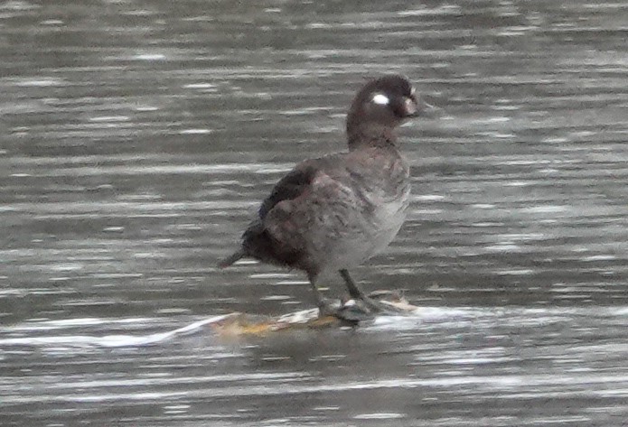 Harlequin Duck - Gale VerHague