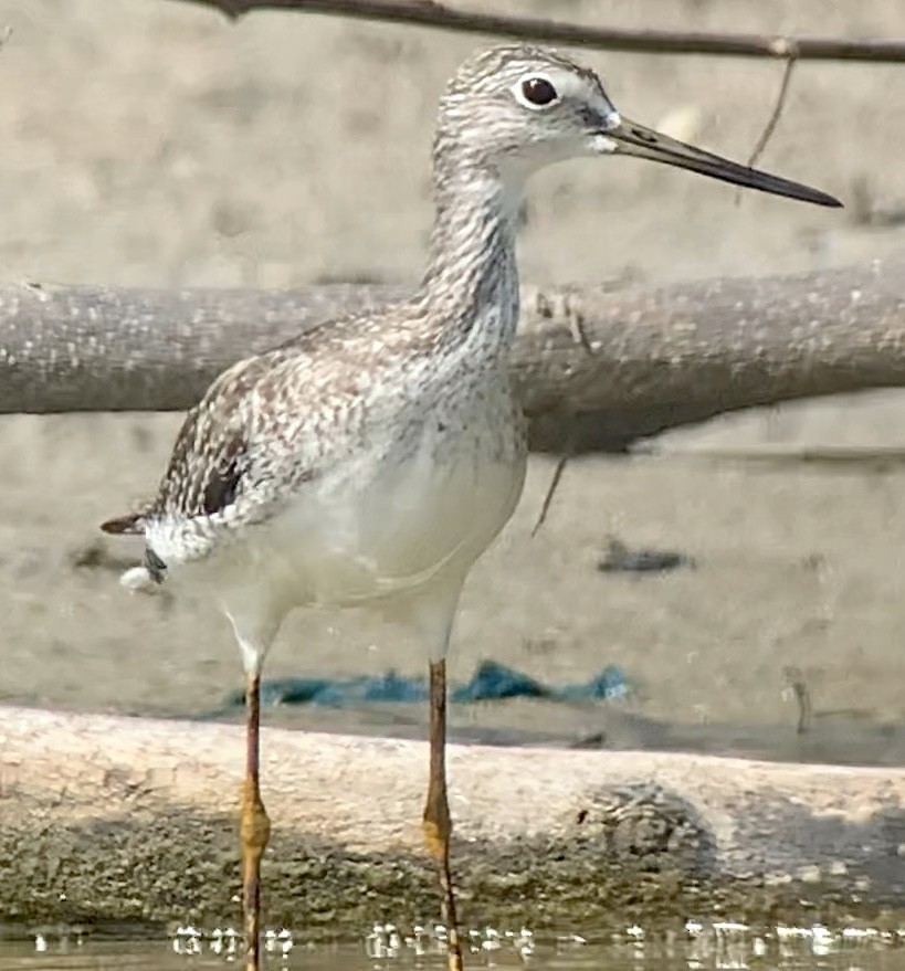 Greater Yellowlegs - ML186208931