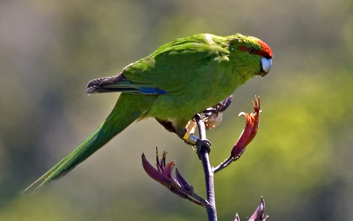 Red-crowned Parakeet - ML186209991