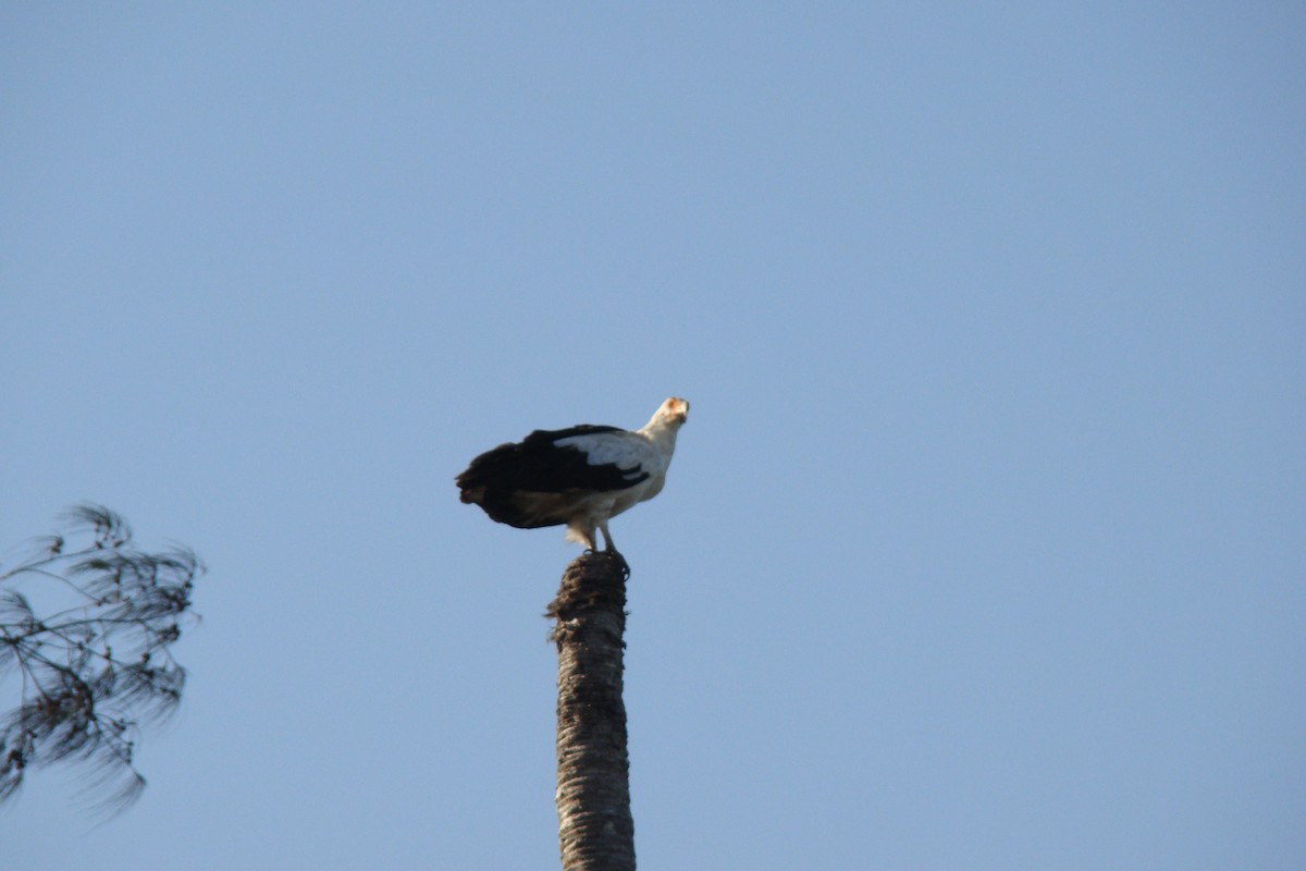 Palm-nut Vulture - Jan Bradley