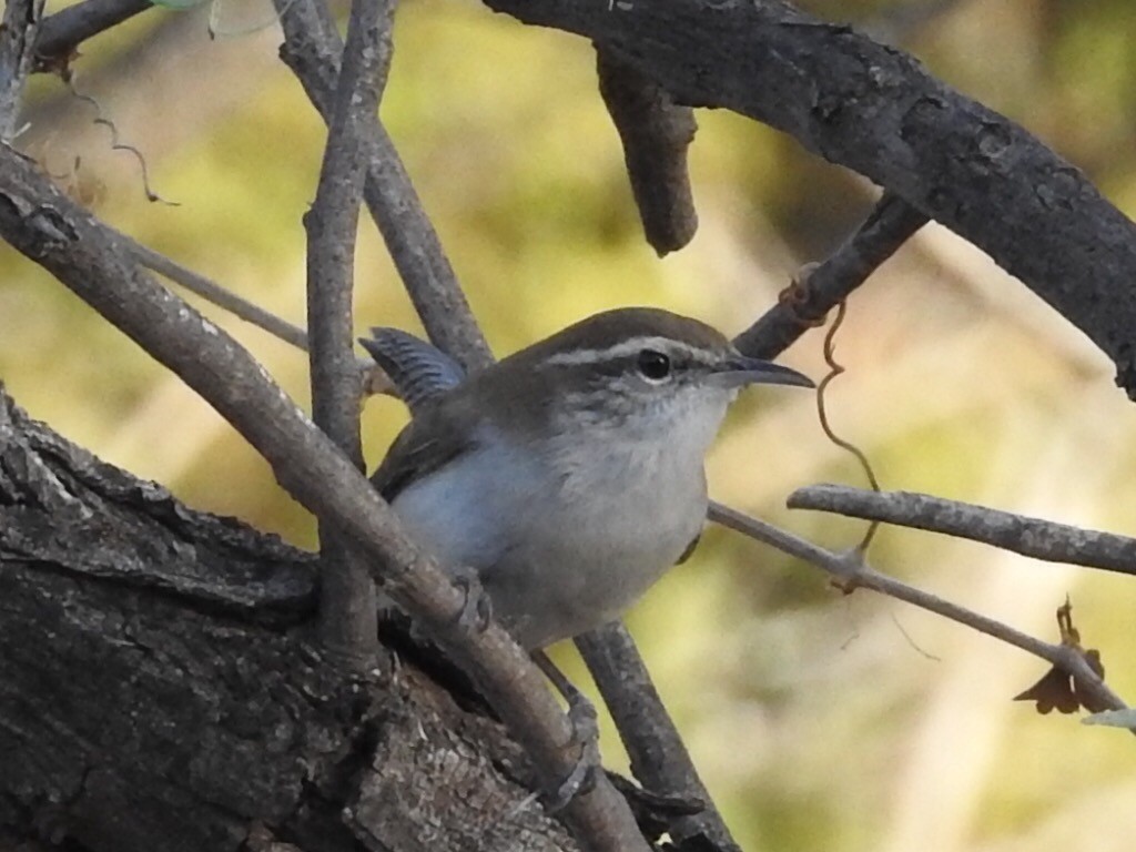 Bewick's Wren - ML186210791