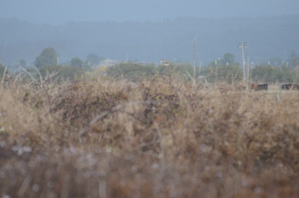 Northern Shrike - ML186212091