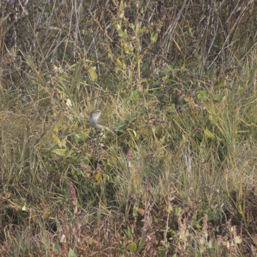 Palm Warbler - ML186212781