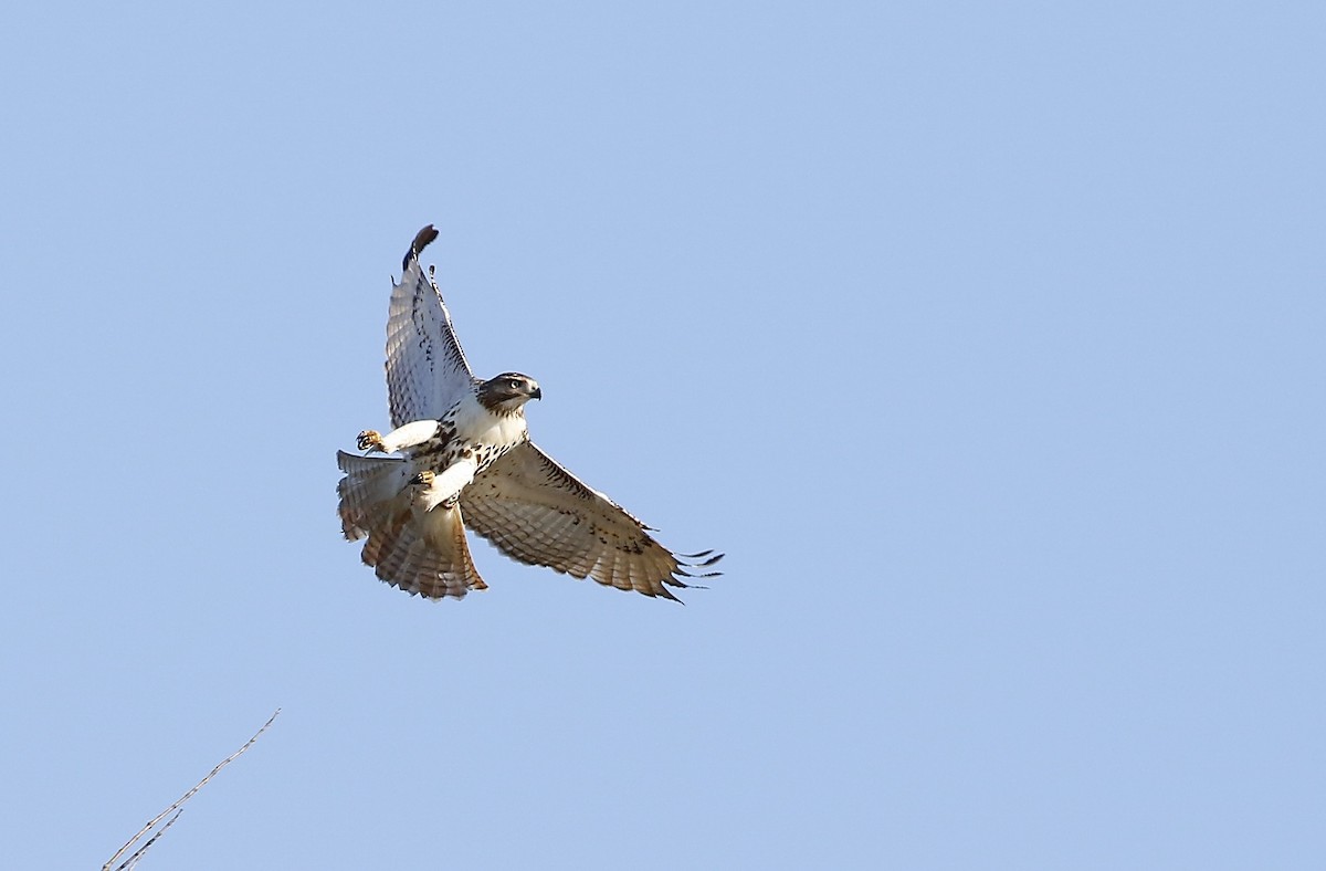Red-tailed Hawk - ML186213491