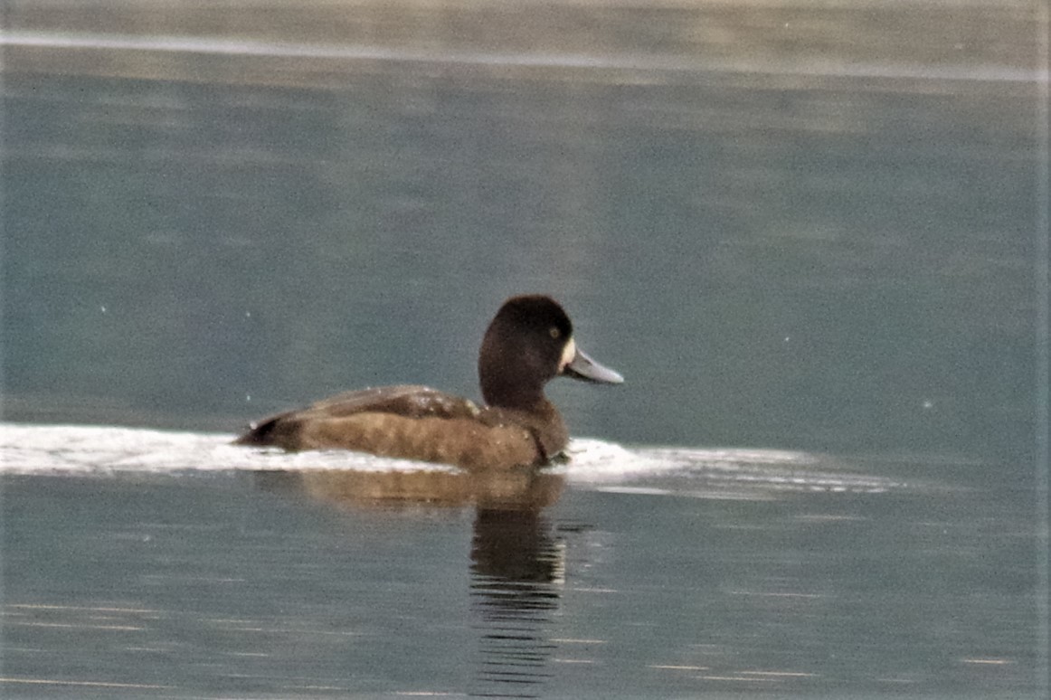 Greater Scaup - Don Manson