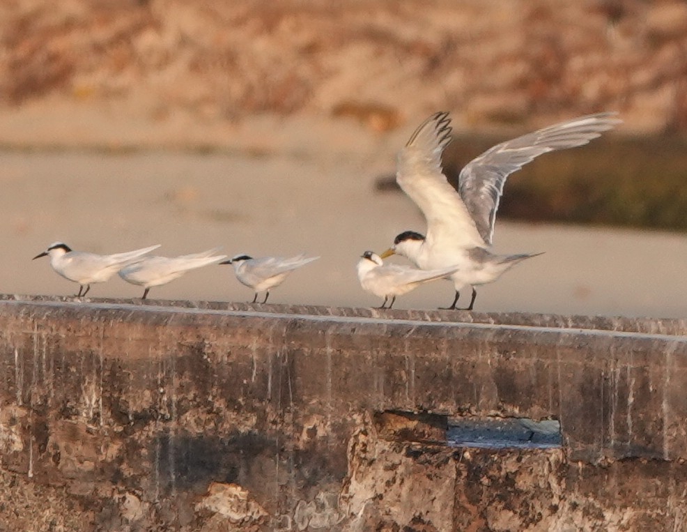 Great Crested Tern - ML186215861