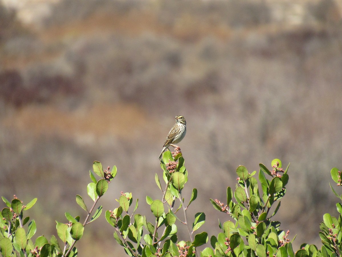 Savannah Sparrow - ML186215931