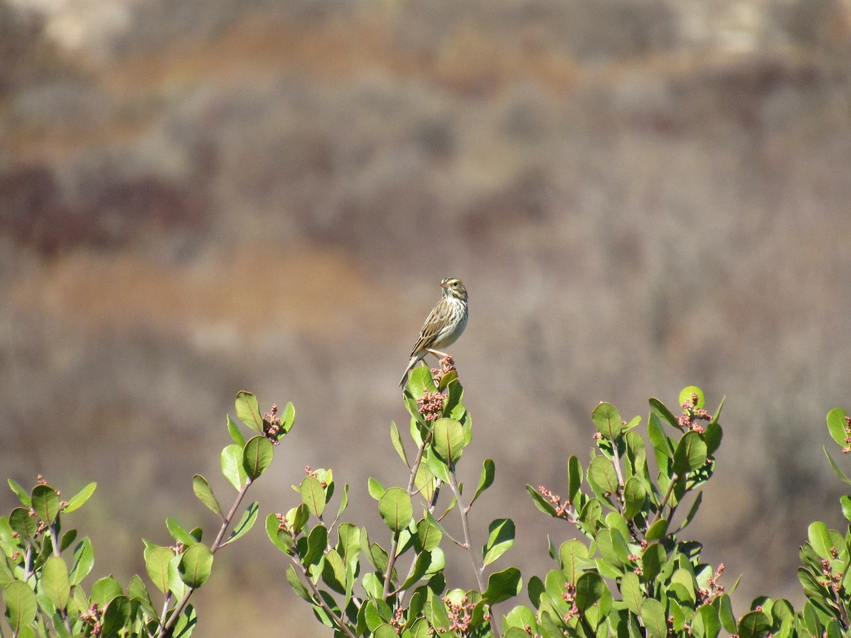 Savannah Sparrow - ML186215961