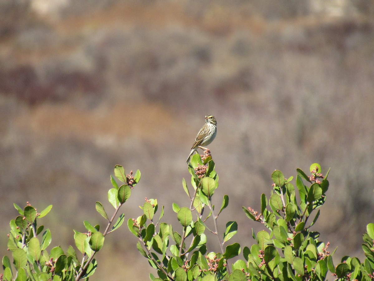 Savannah Sparrow - ML186215991