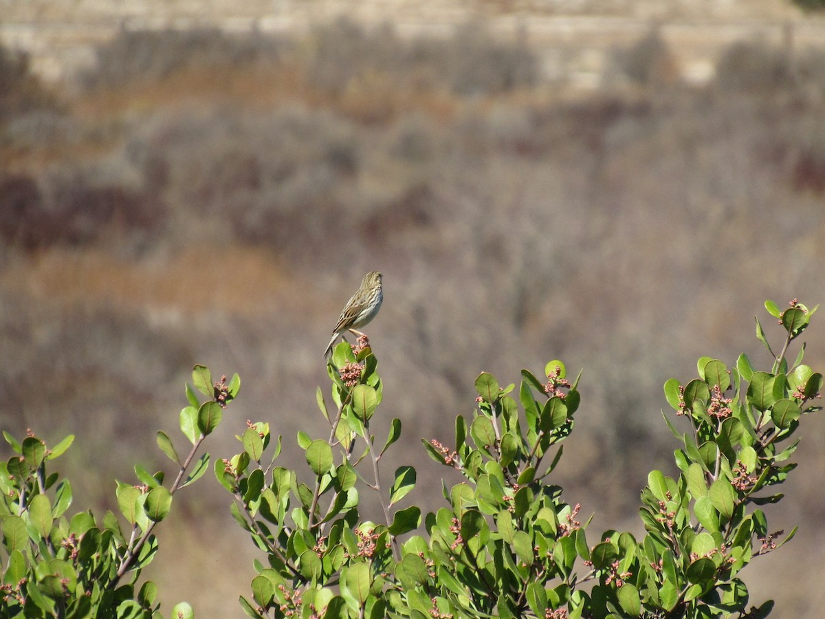 Savannah Sparrow - ML186216011
