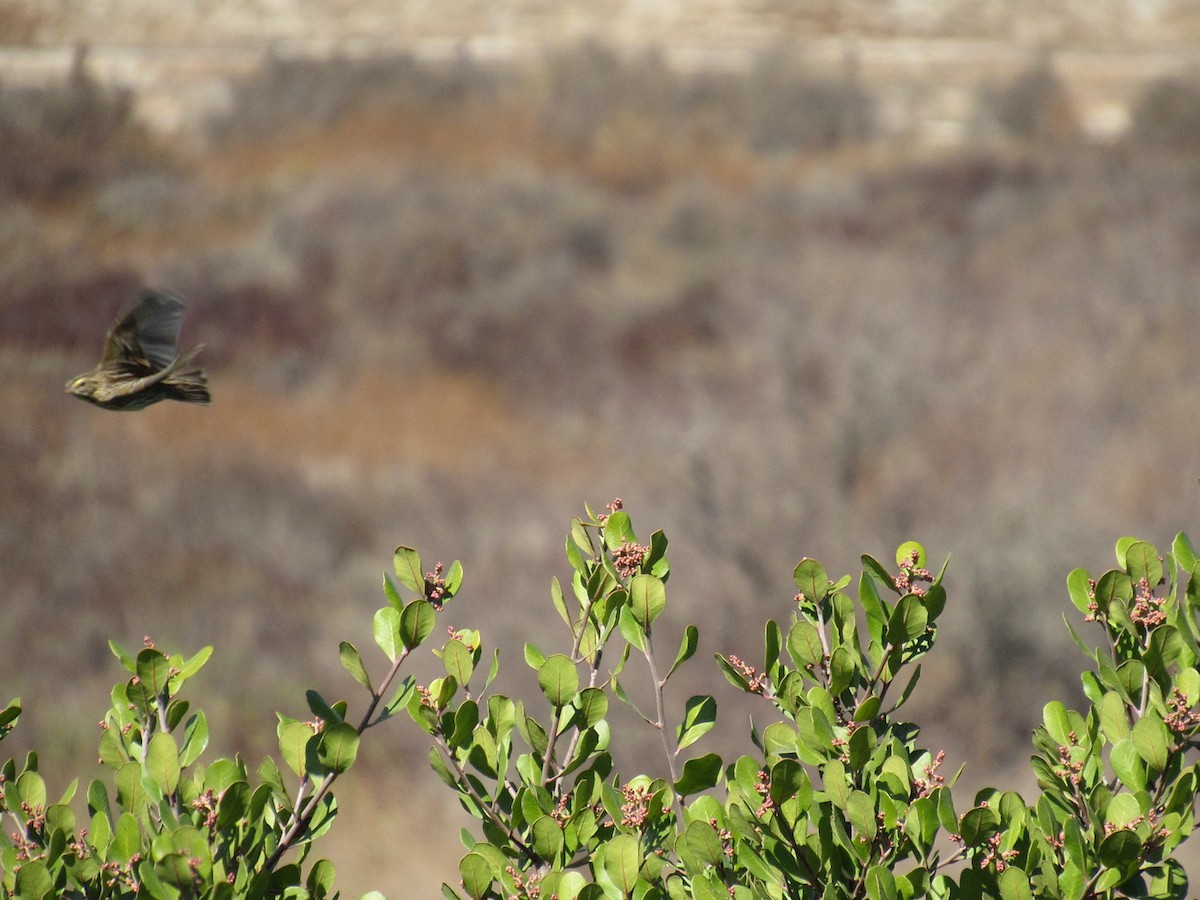 Savannah Sparrow - ML186216051