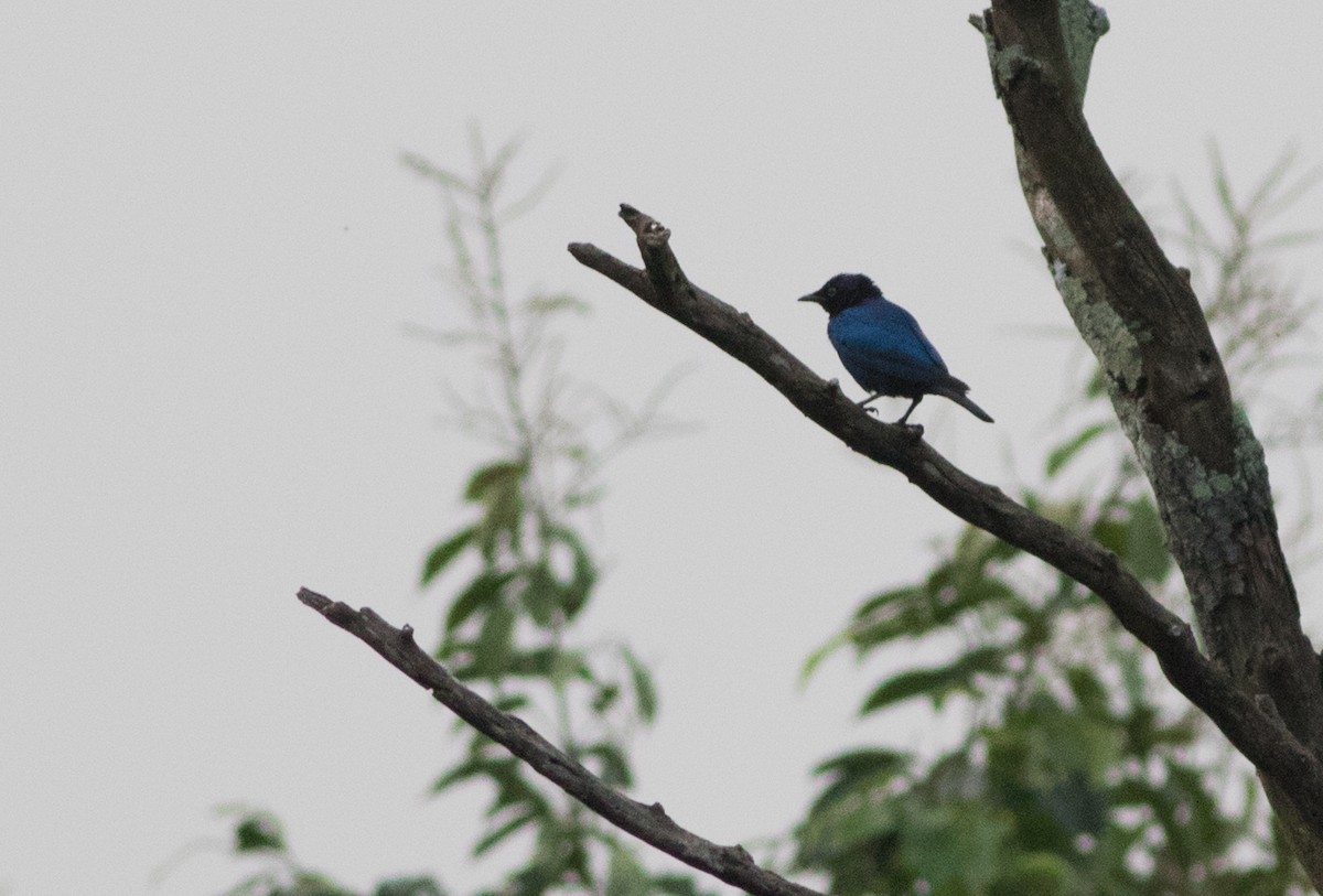 Copper-tailed Starling - ML186216351