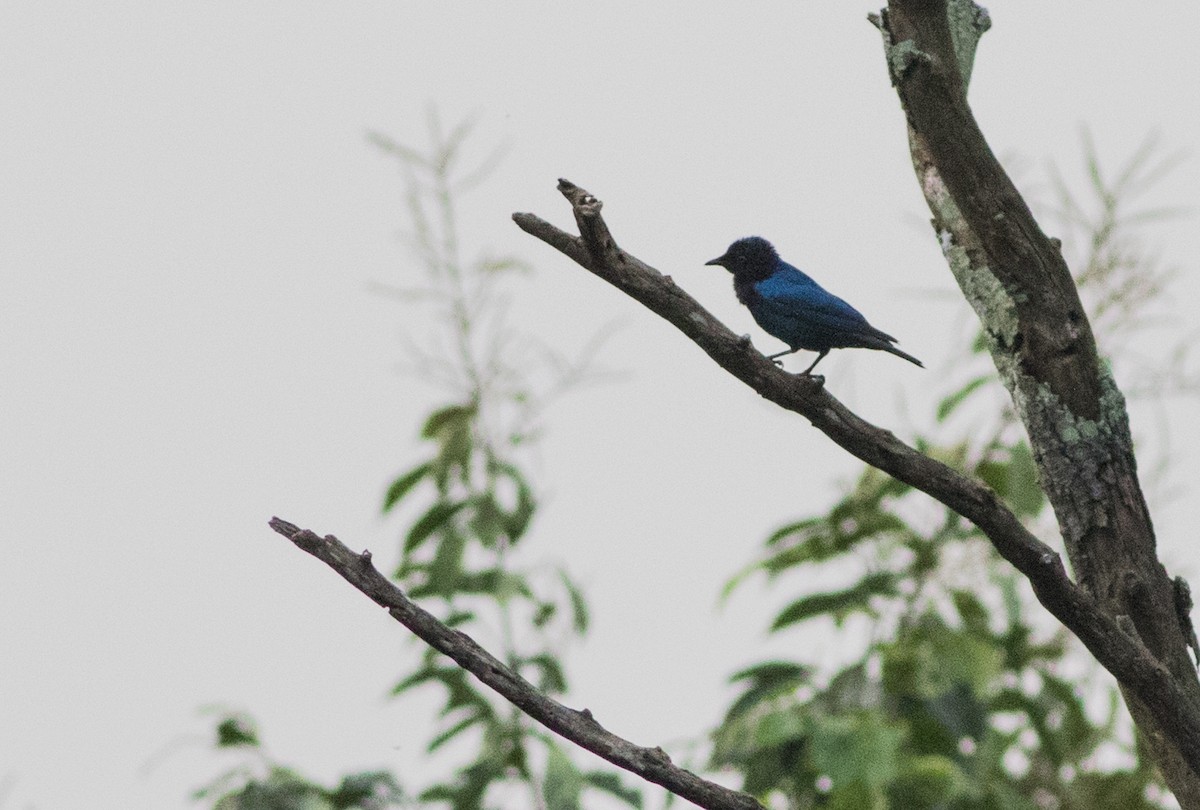 Copper-tailed Starling - ML186216361