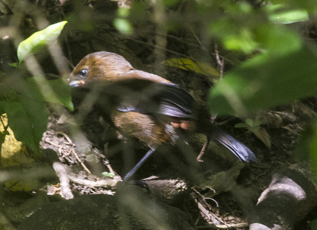 South Island Saddleback - ML186217141