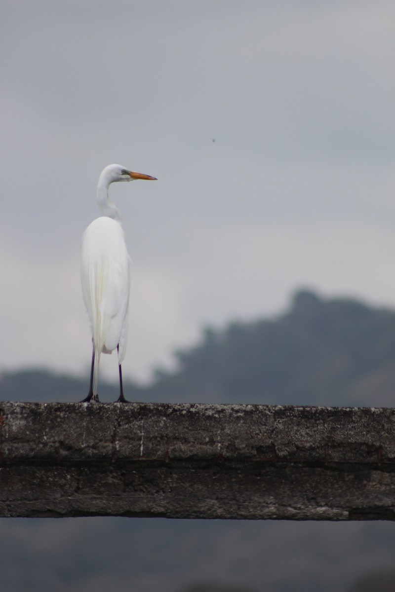 Grande Aigrette - ML186217411