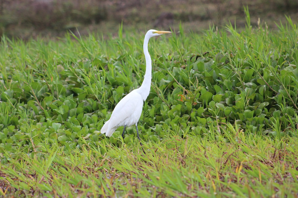 Great Egret - Charlie Doggett