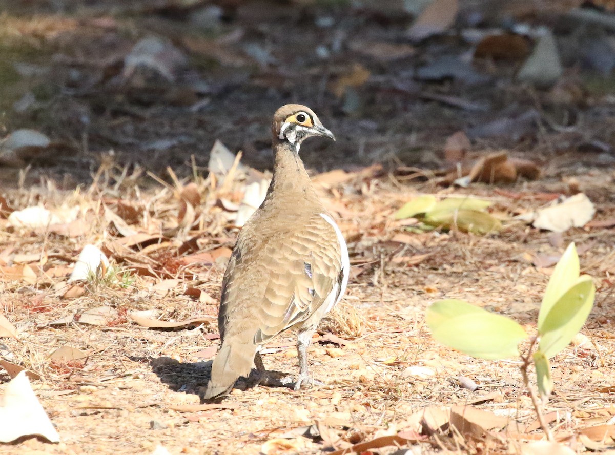 Squatter Pigeon - ML186218591