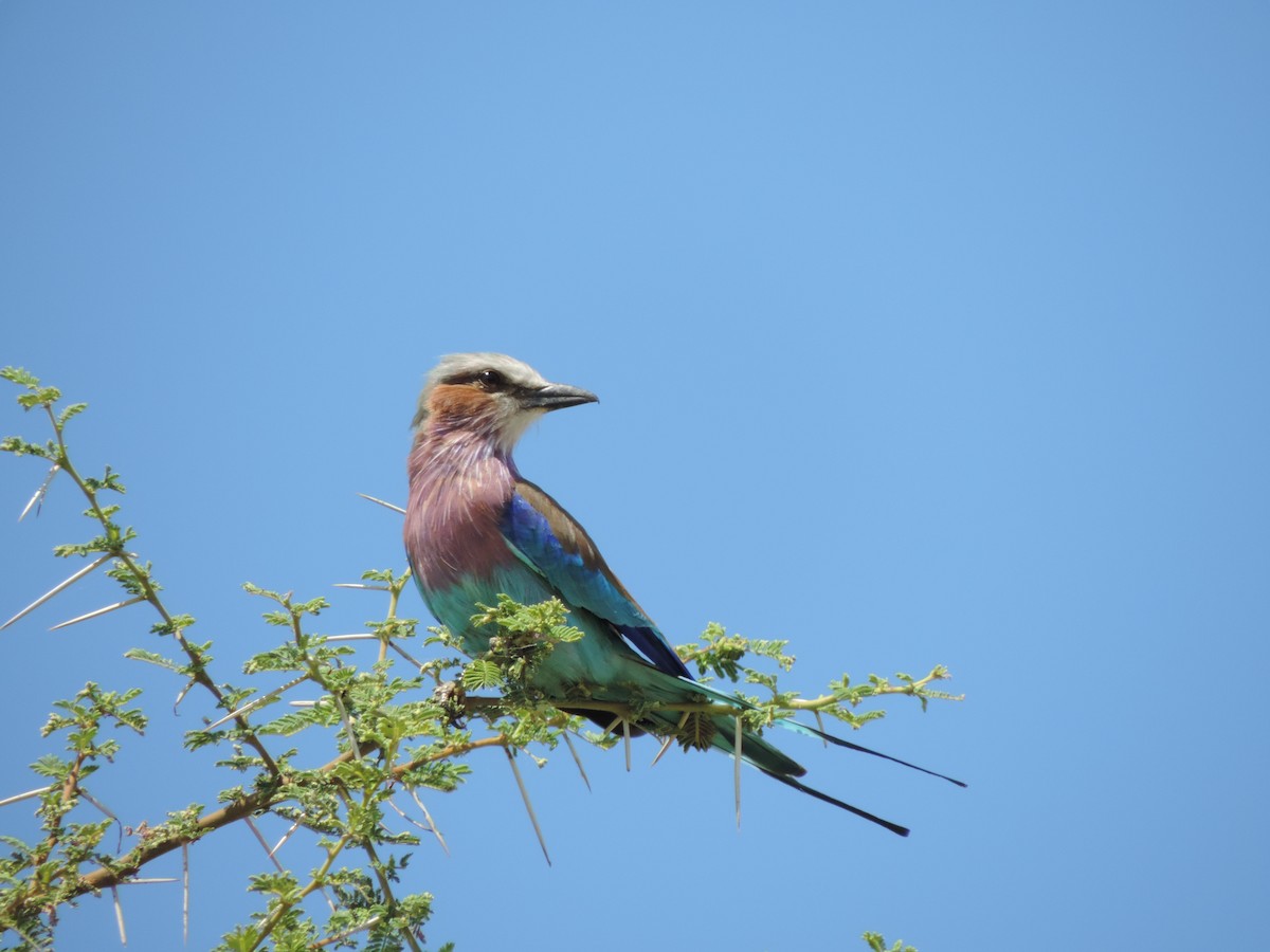 Lilac-breasted Roller (Lilac-breasted) - ML186219131