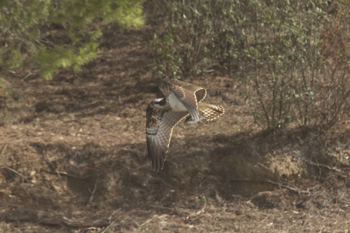 Osprey - ML186219151