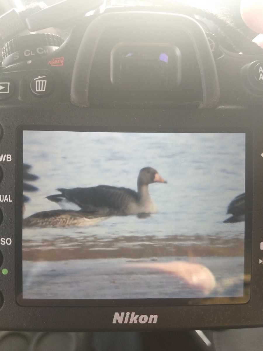 Greater White-fronted Goose - ML186219251