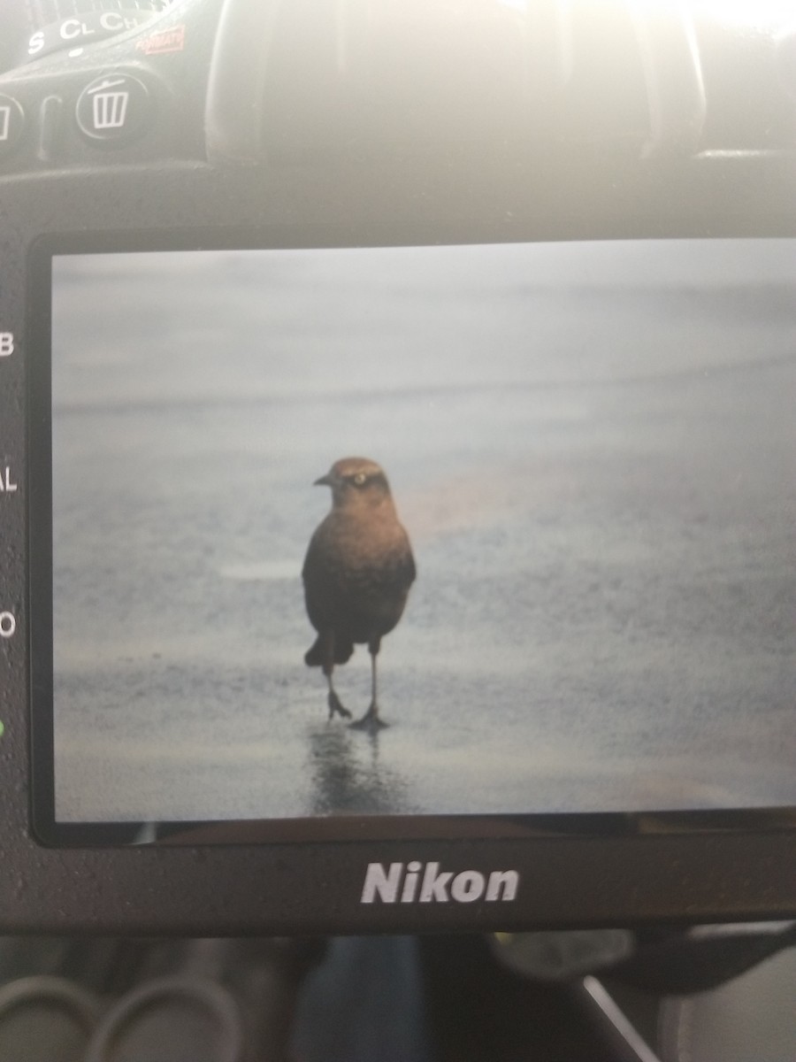 Rusty Blackbird - ML186219321