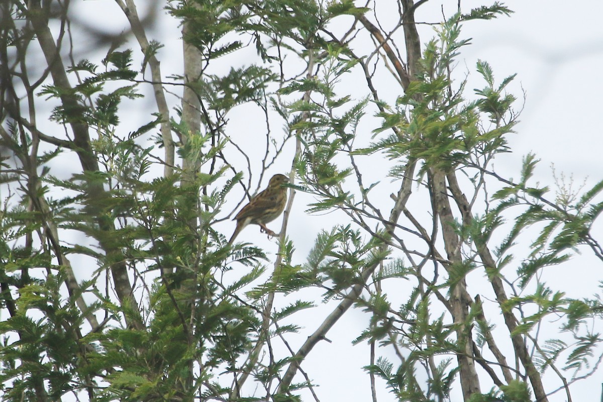 Cirl Bunting - ML186219371