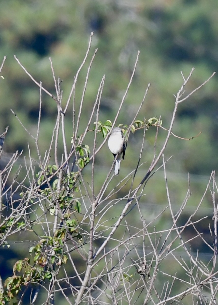 Northern Mockingbird - ML186219411