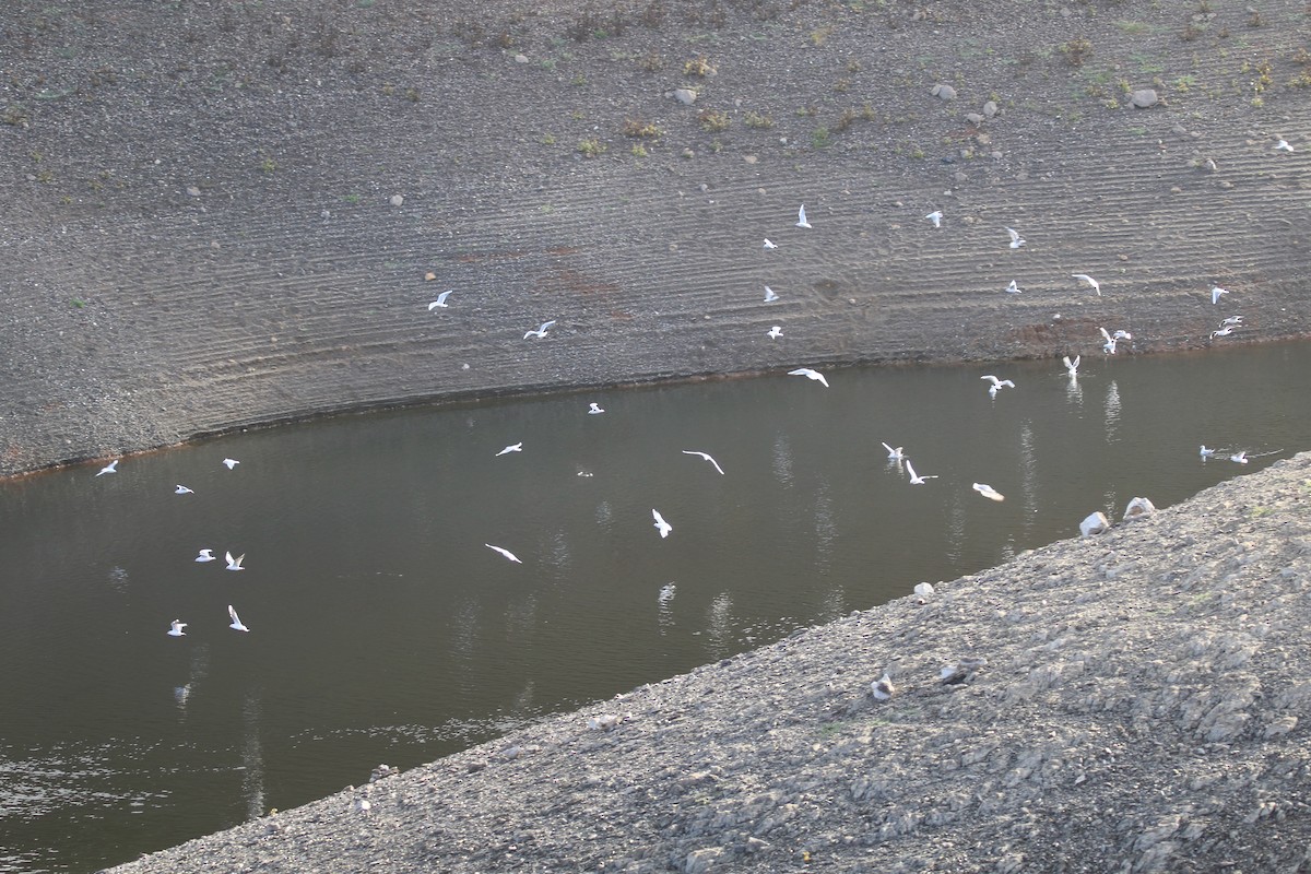 Black-headed Gull - ML186219831