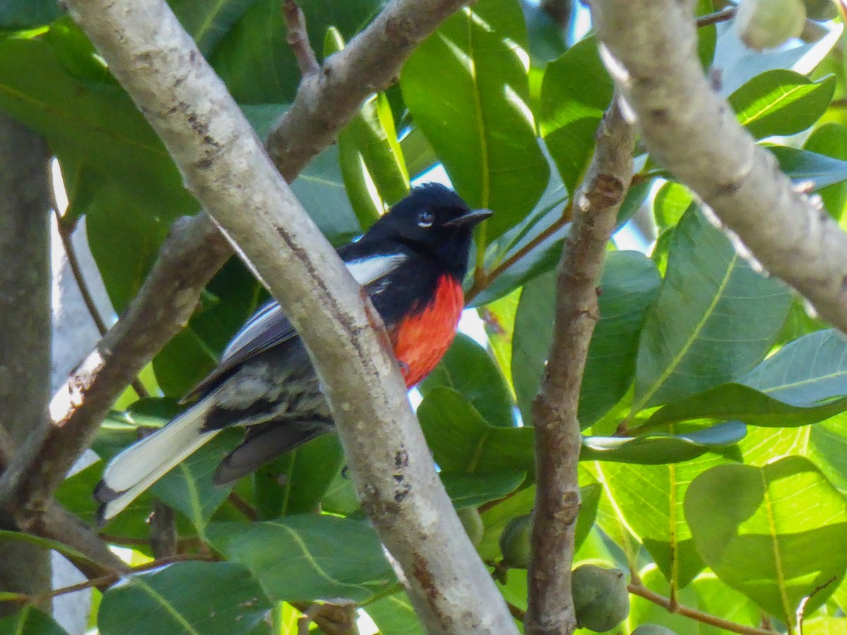 Painted Redstart - ML186221711