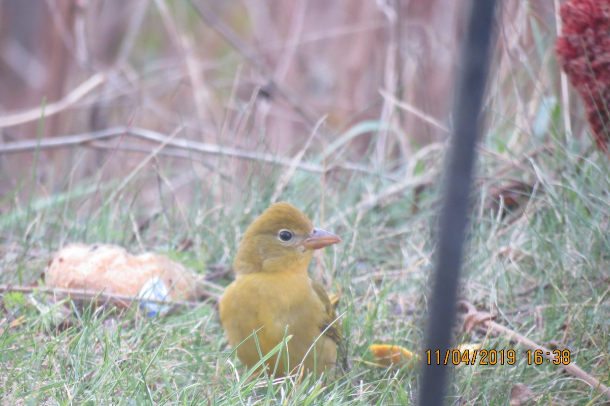 Summer Tanager - ML186221741