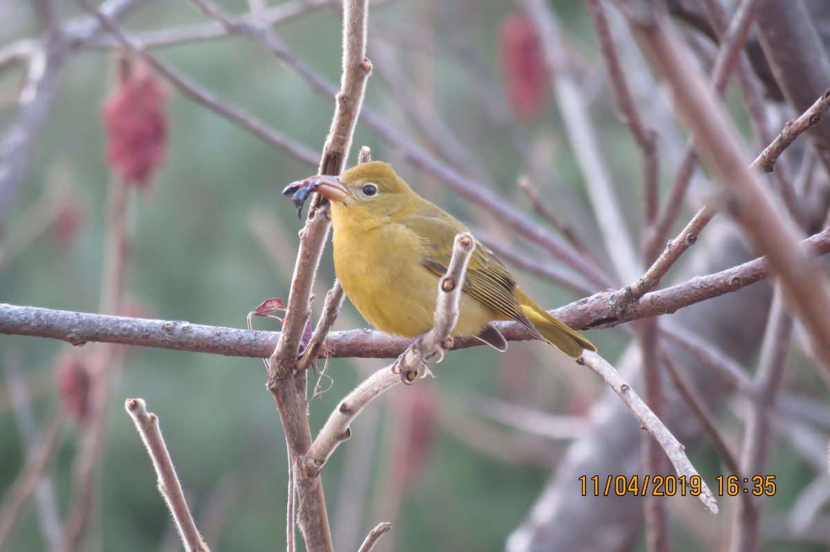 Summer Tanager - Cindy Dow