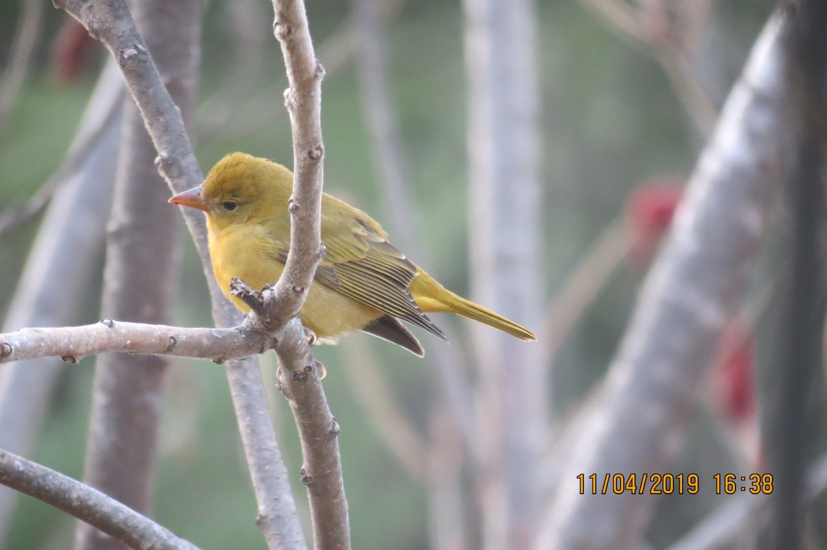 Summer Tanager - ML186221761