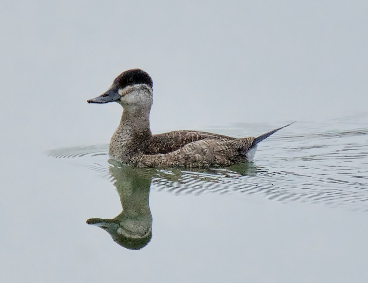 Ruddy Duck - ML186221891