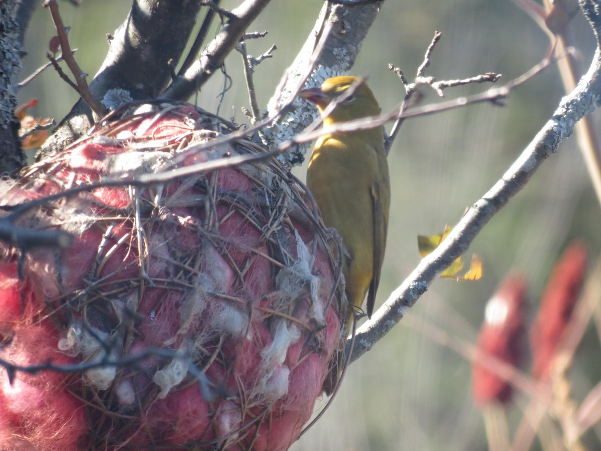 Summer Tanager - Cindy Dow