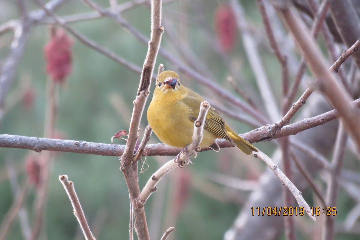 Summer Tanager - ML186222471