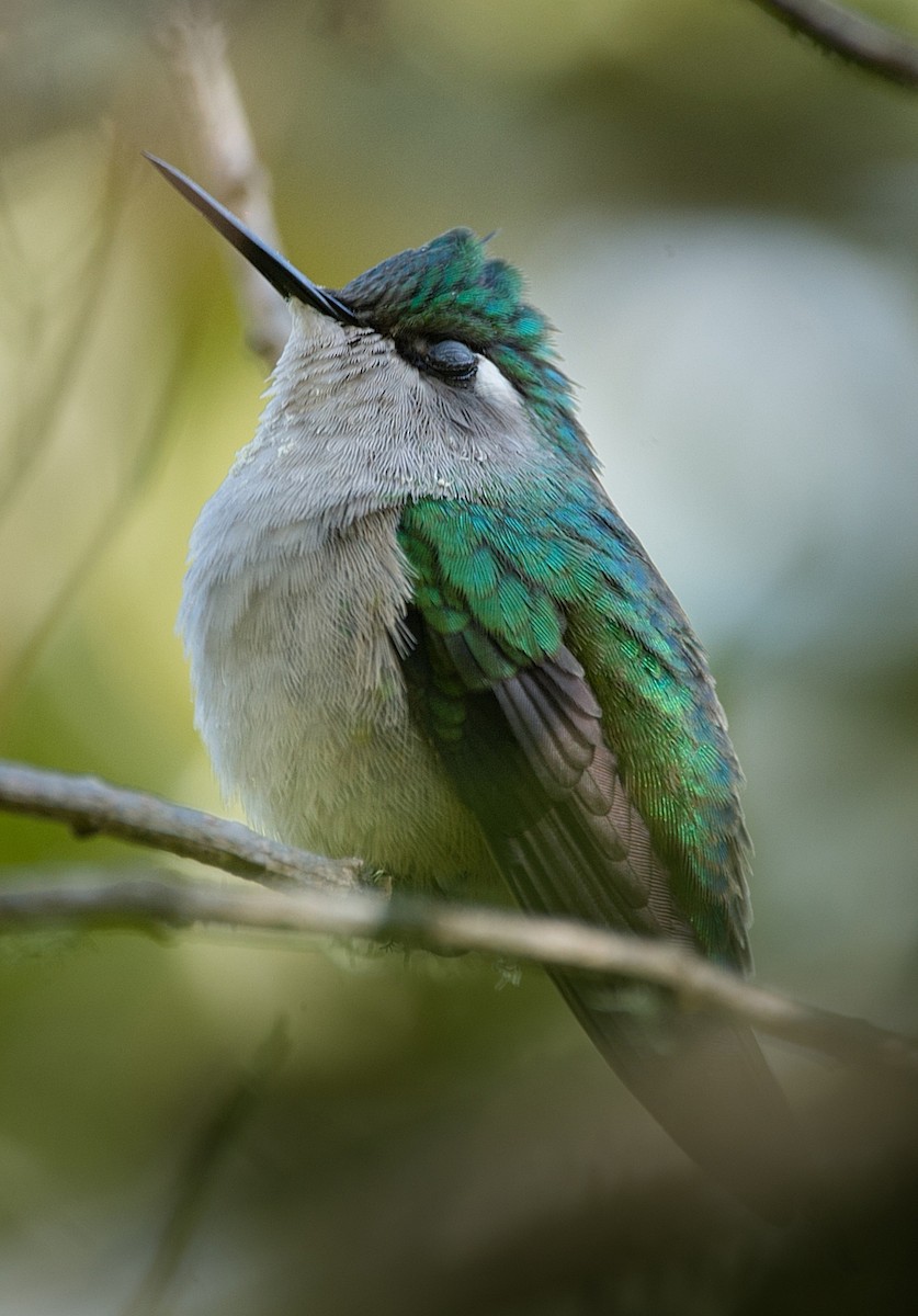 Colibrí Copetón Norteño - ML186222931