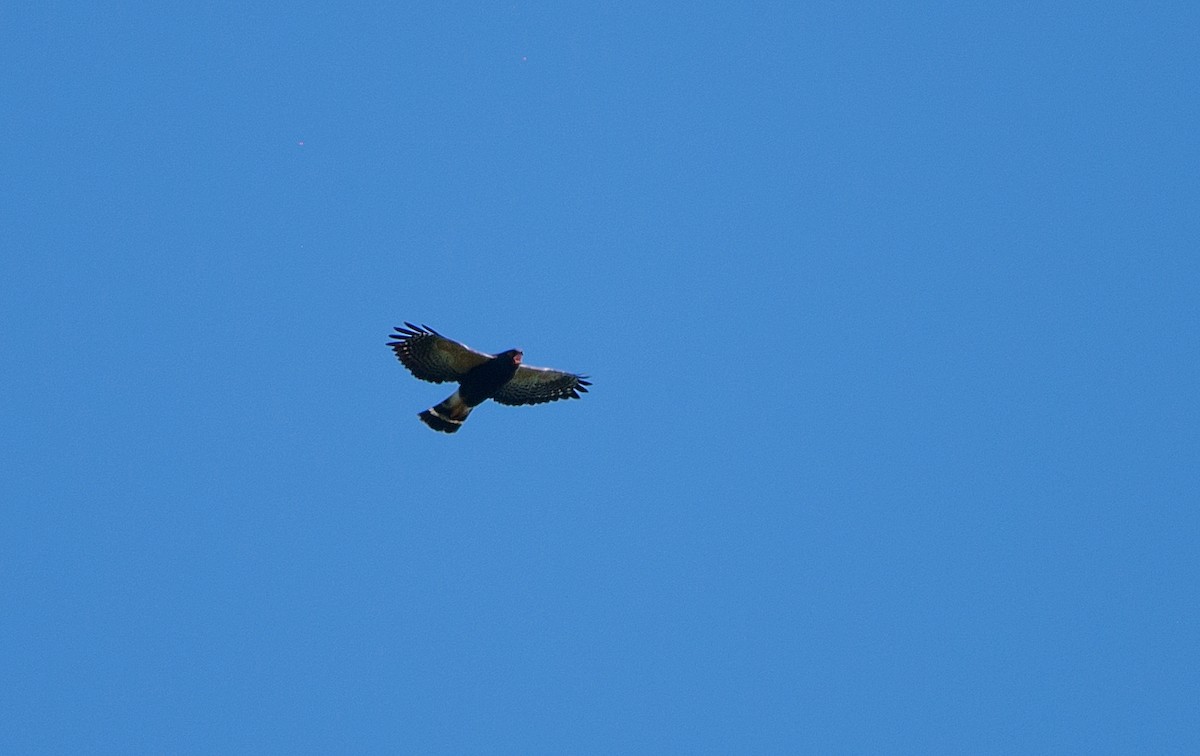 White-rumped Hawk - LUCIANO BERNARDES