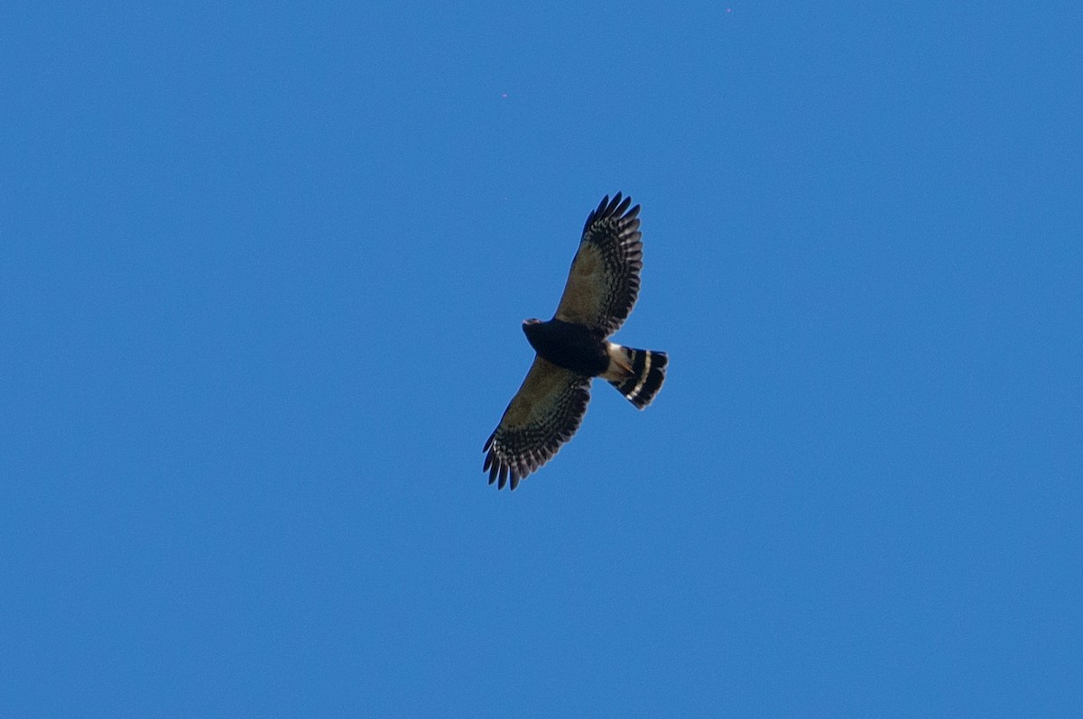 White-rumped Hawk - ML186222991