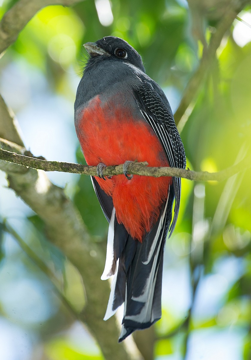 trogon surucua - ML186223001