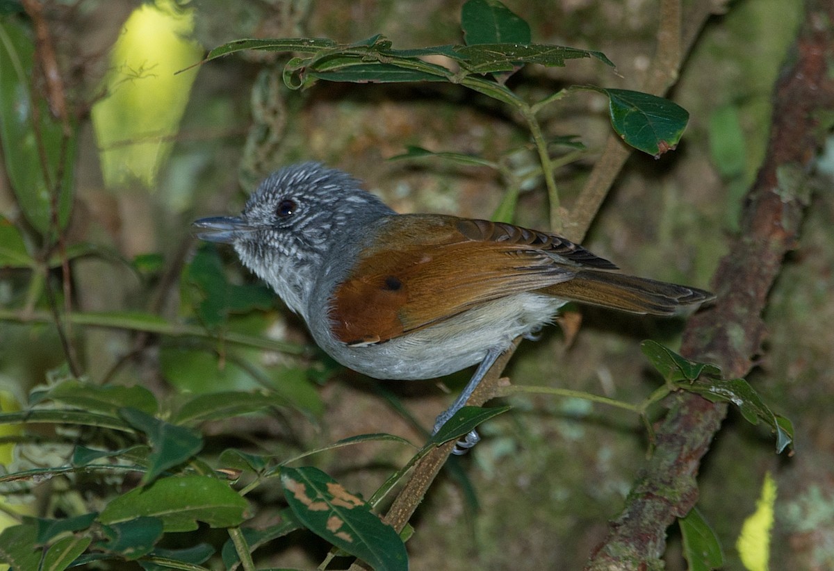 Rostrücken-Ameisenvogel - ML186223081