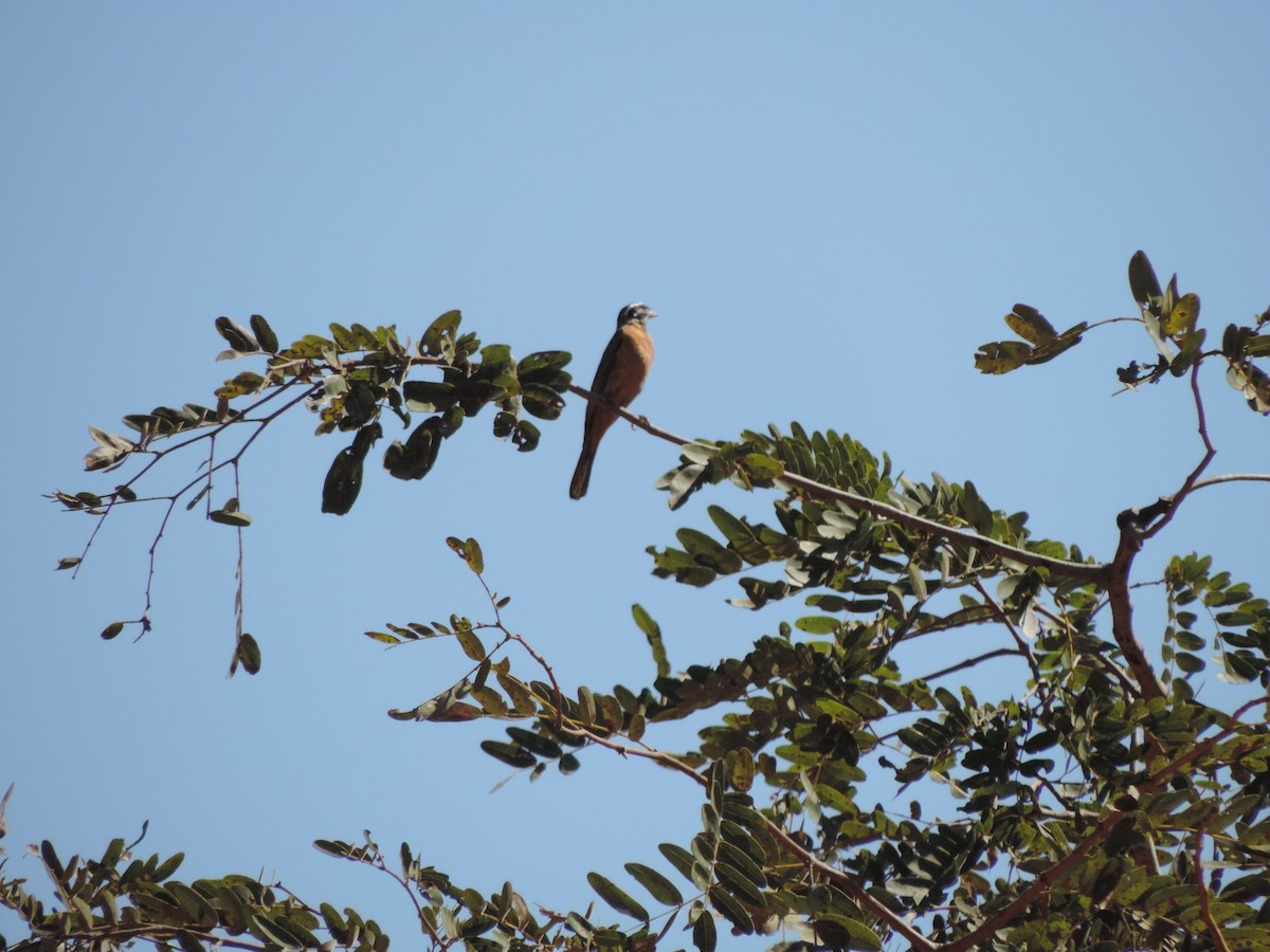 Cinnamon-breasted Bunting - ML186223091