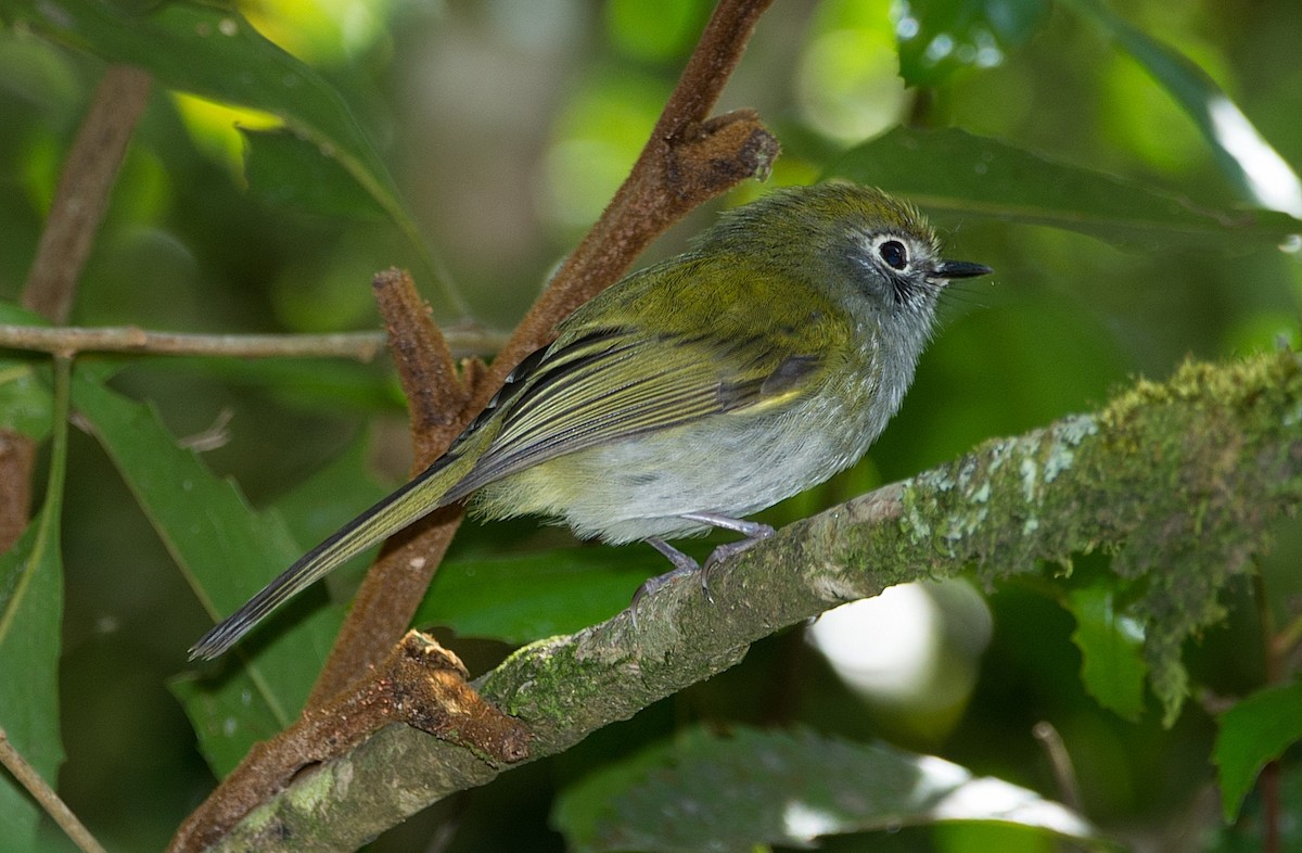 Orejerito de Serra Do Mar - ML186223211