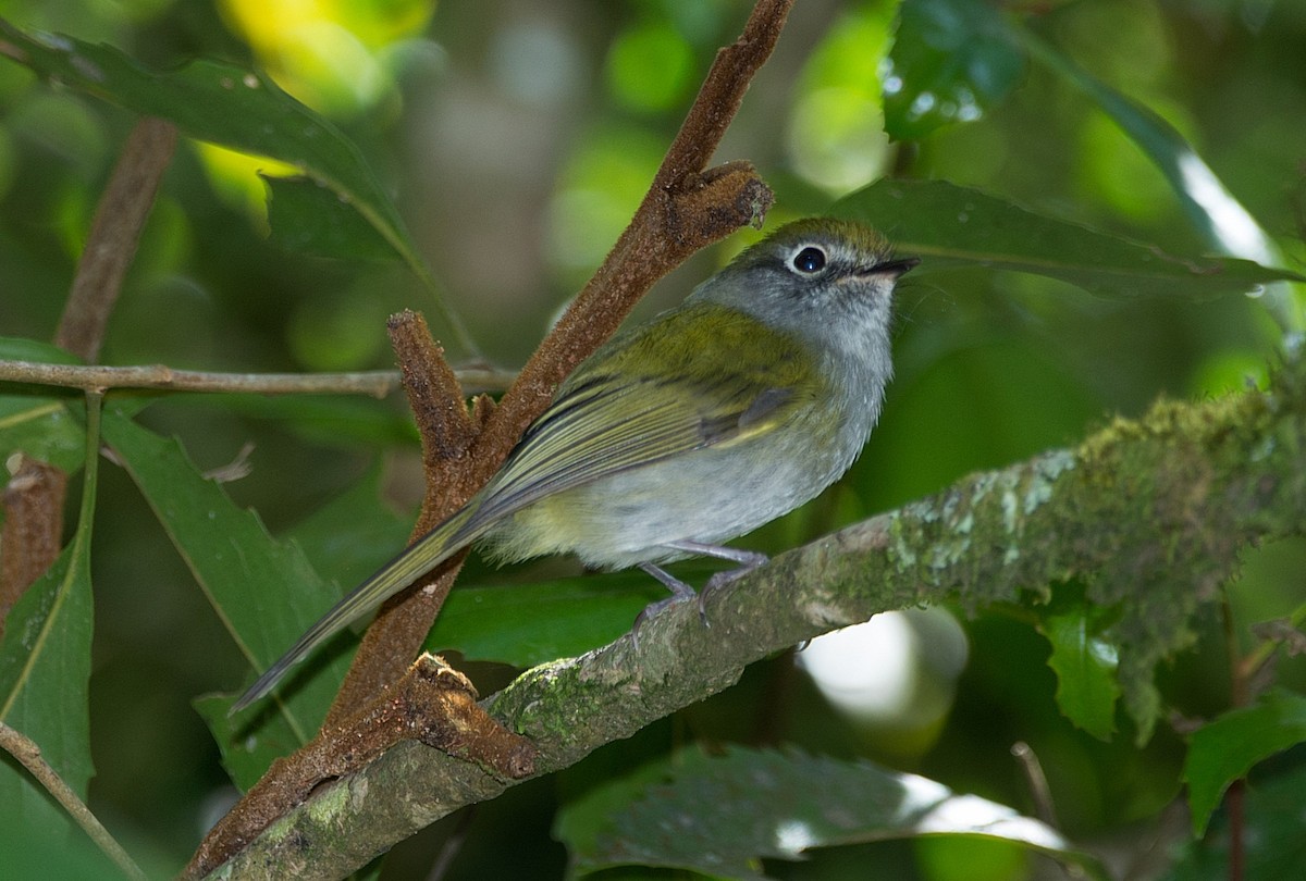 Serra do Mar Bristle-Tyrant - ML186223221