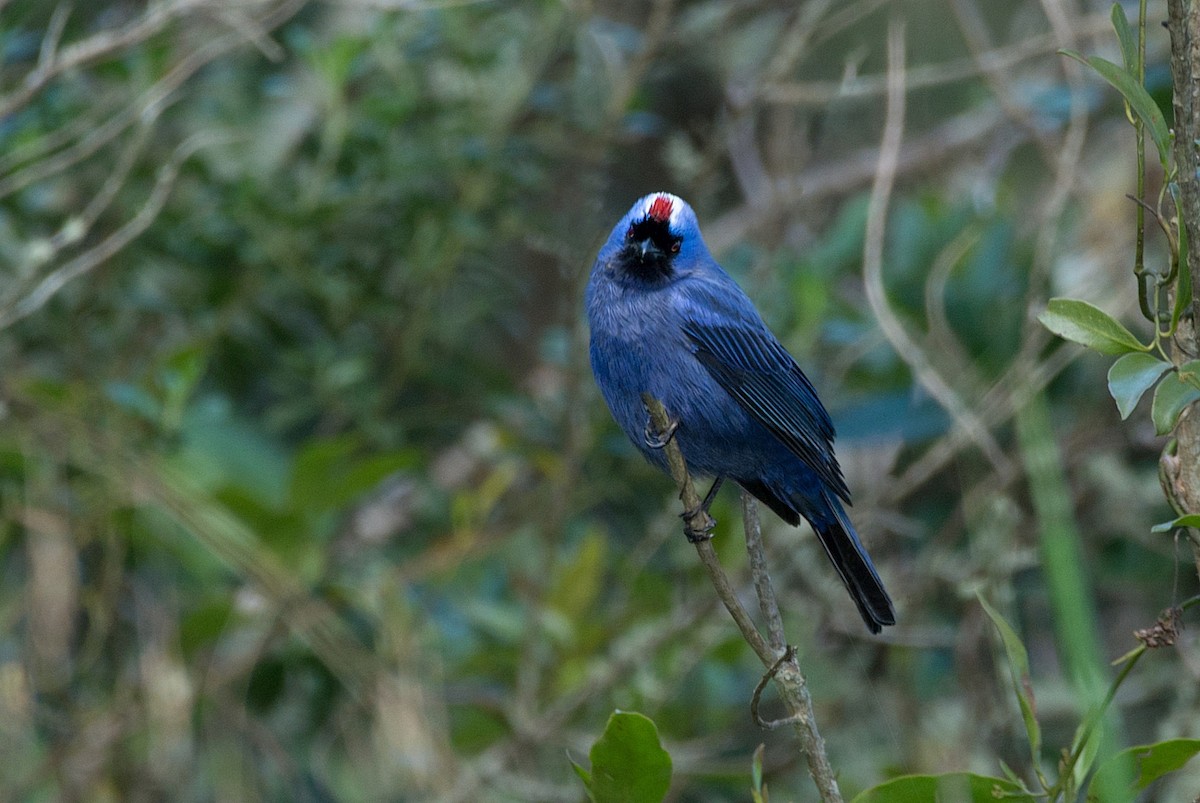 Diademed Tanager - ML186223251