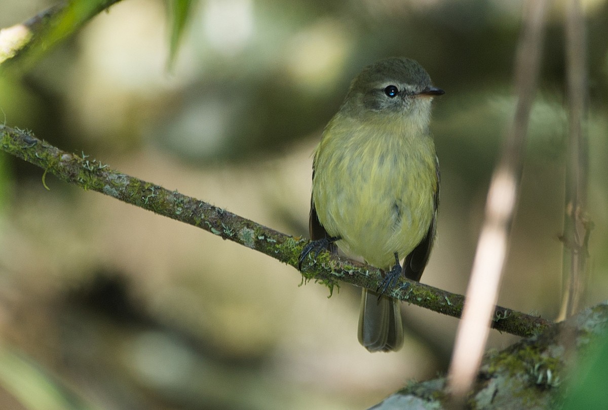 Greenish Tyrannulet - ML186223501