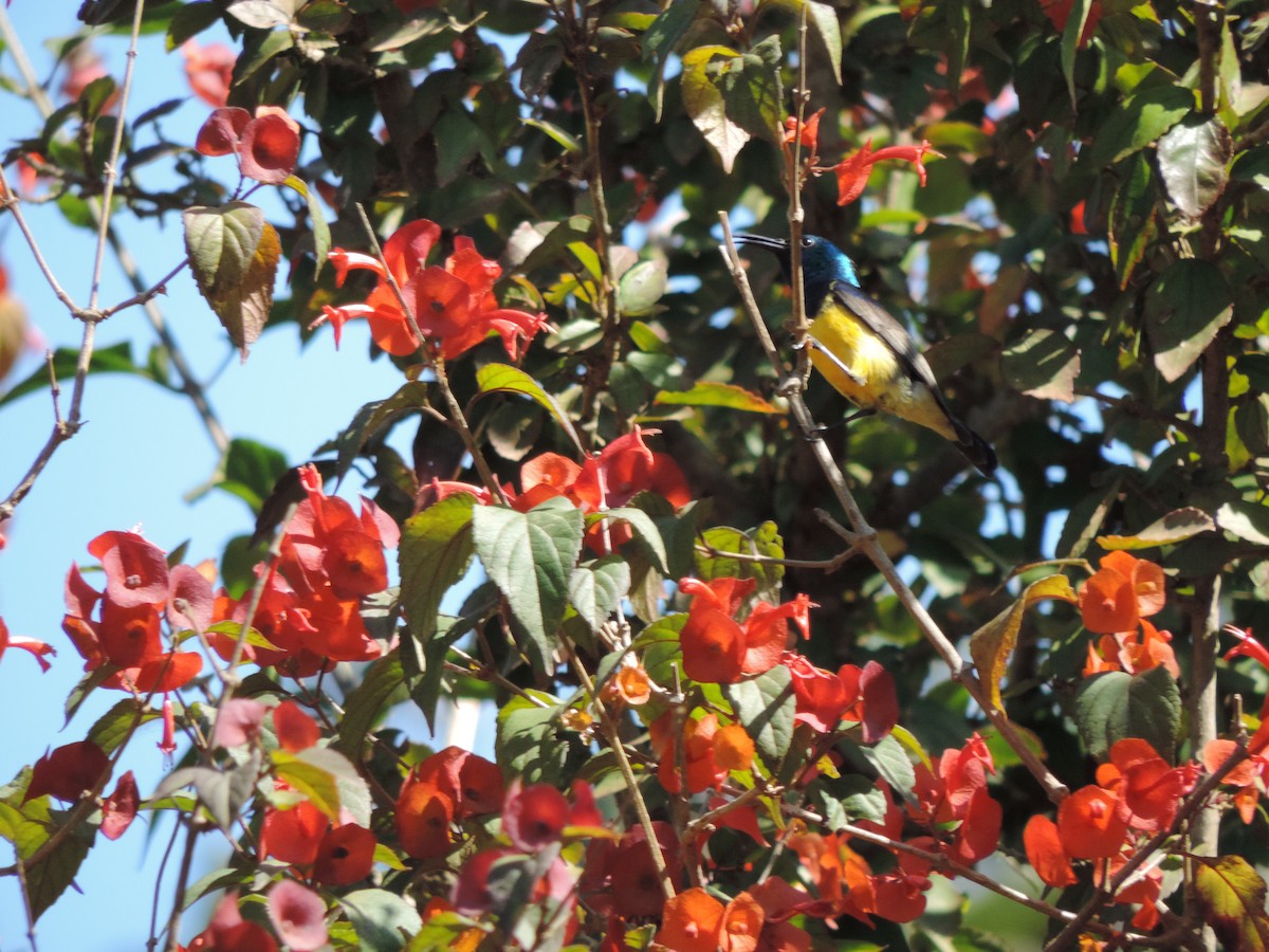 Variable Sunbird (Yellow-bellied) - ML186223611