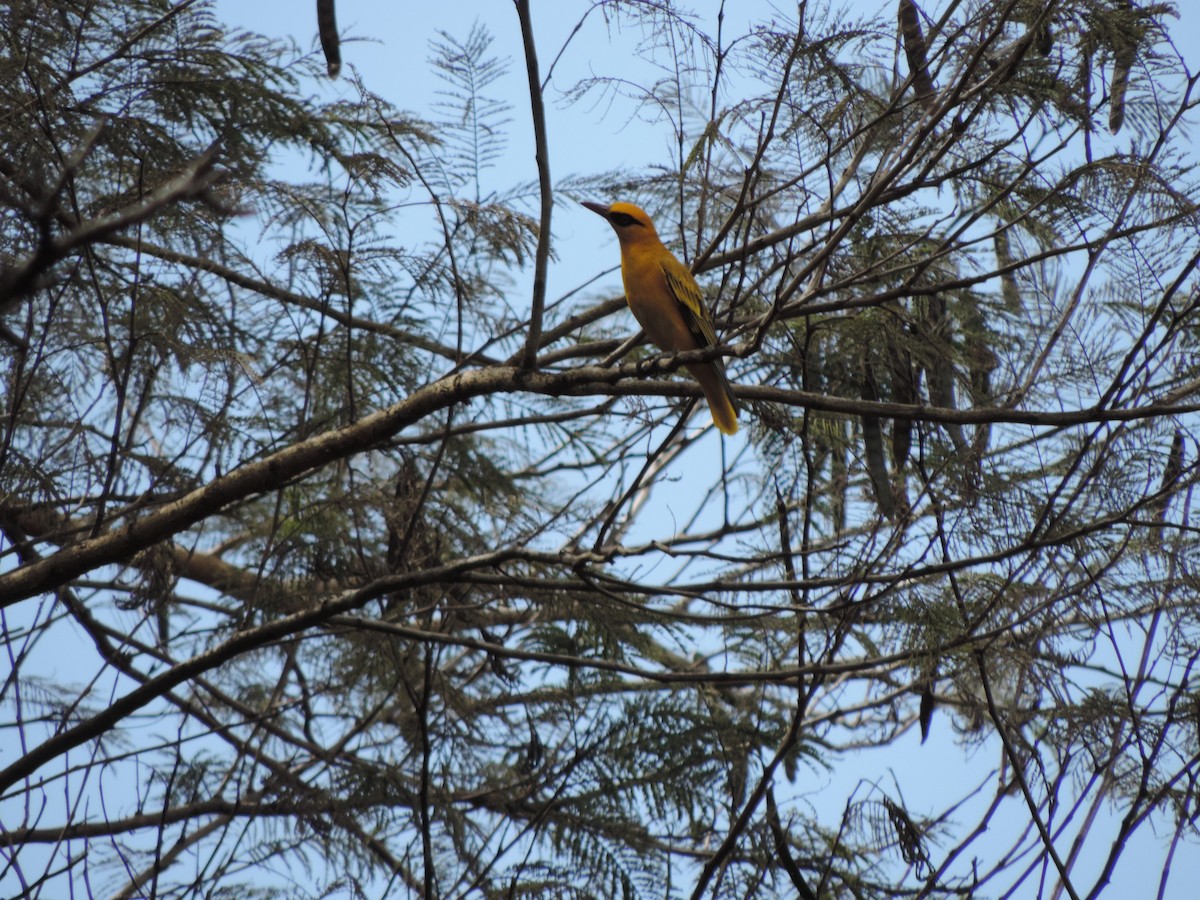 African Golden Oriole - ML186223761